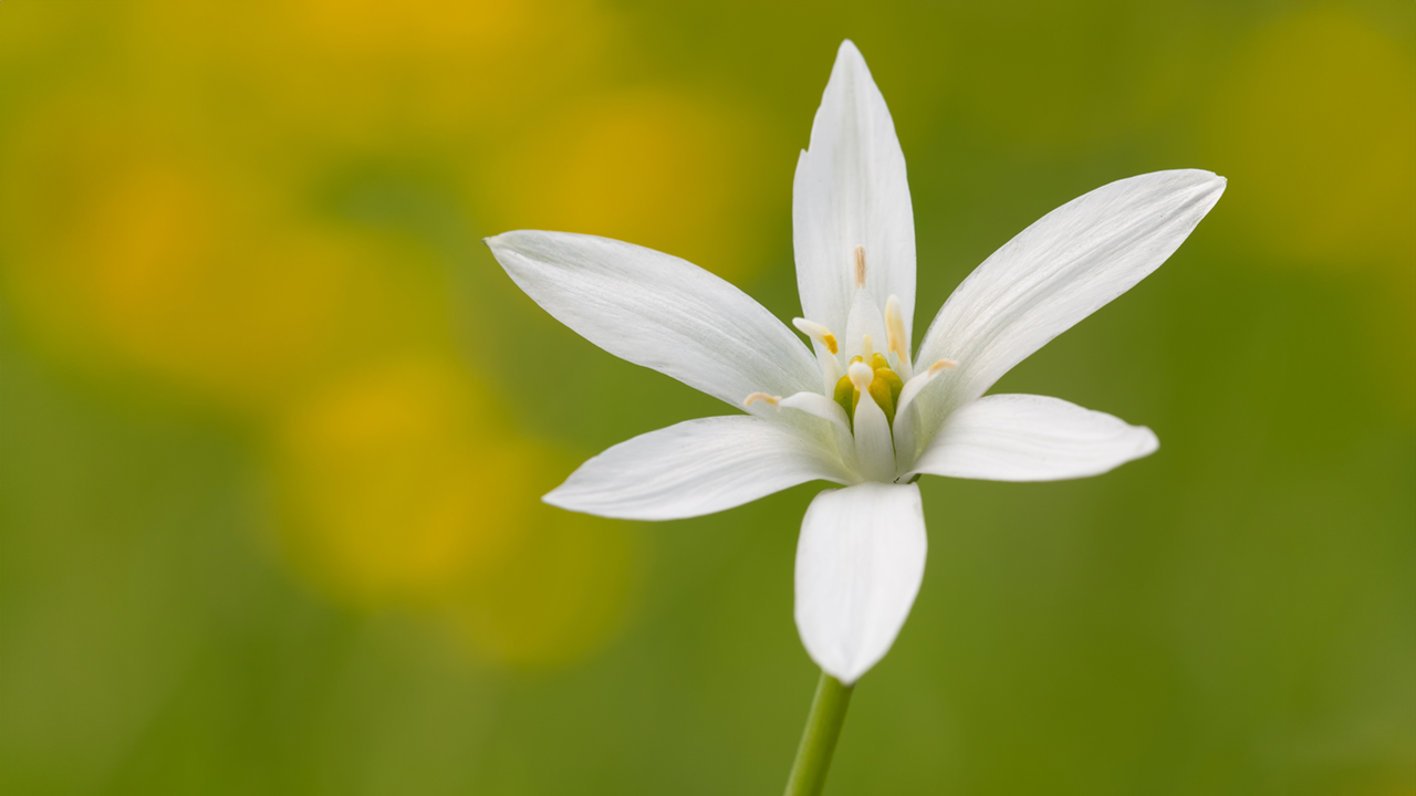 ISTITUTO FAUNO | ESSENZE FLOREALI DI BACH