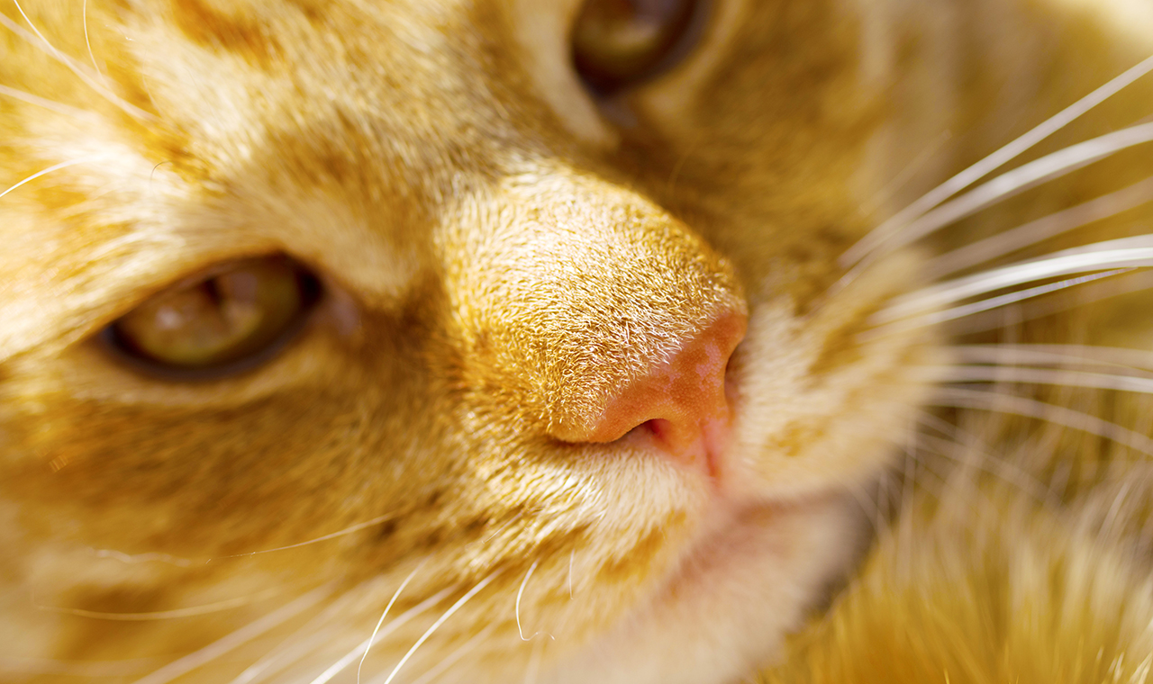 Istituto Fauno | Strategie Detox